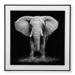 Cuadro decorativo elefante  marco madera y placa de cristal de 50x50 cm. Blanco y negro. Colección Nick Brandt